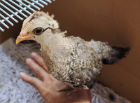 撿到奇特小雞送養學校被拒  才知是藍腹鷳雛鳥