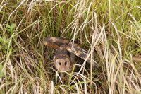 夜空中「會飛的蘋果」 揭開捕鼠高手草鴞神秘面紗