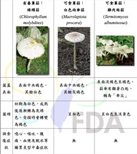 2起家族誤食野菇釀中毒  禍首又是綠褶菇