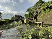 颱風圓規風雨影響  北市路樹傾倒壓傷運將