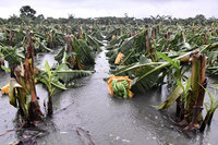 颱風圓規挾豪雨花蓮農損嚴重 縣長徐榛蔚視察