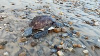 颱風天綠蠵龜遭網具纏困擱淺  金門岸巡成功救援