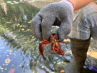 美國螯蝦大量現蹤竹市護城河 5天捕逾3000隻
