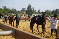 重振金門牧馬風氣 畜試所首辦馬術趣味賽