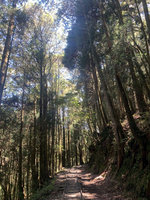 阿里山特富野古道  4日重新開放