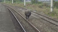花蓮東竹車站軌道遭牛闖入幸未釀禍 鐵路警開罰飼主[影]