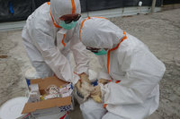 台南濕地候鳥檢出禽流感病毒 市府加強監測消毒