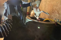 台南年節前查獲私宰雞 開罰2萬元屠體銷毀