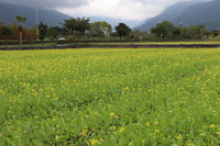 花東冬季最美的顏色 油菜花盛開波斯菊綻放