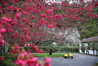 武陵農場櫻花梅花齊開 遊客驚嘆紅白交錯美呆了