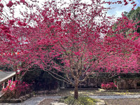 櫻花預報系統首度上線  春節起日月潭賞八重櫻