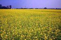 太保有機米專區休耕期 紅黃白花海盛開迎新春