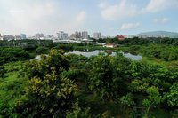 探索城市裡的綠洲 高雄洲仔濕地為水雉留一片地