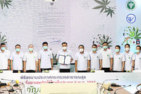 泰國公衛部長簽署公文 宣告大麻合法化