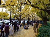 日本明治神宮外苑擬砍近900棵樹 國際組織勸停