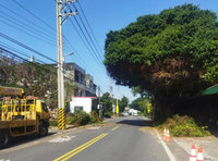樹枝垂落影響行車 埔鹽安全帽樹變身巨大花椰菜