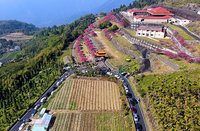 嘉義彌陀禪寺櫻花盛開 嘉130線成停車場更塞了