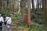 阿里山遊樂區移除樹幹包覆草蓆 樹皮變色美麗誤會