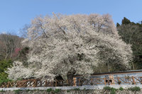 觀霧「霧社櫻王」3月初盛開   如細雪紛飛超美