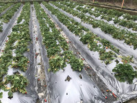 連日陰雨國姓草莓損失慘重 農民盼老天幫忙