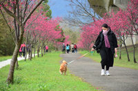 新竹縣特色公園攻略  228連假賞櫻花玩攀岩