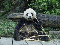 「圓仔」破百公斤直逼爸爸  北市動物園促減肥