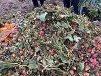 南投草莓水傷損失慘 11日前可申辦現金救助