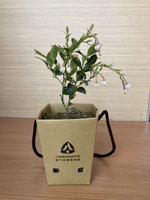 新竹林管處贈台灣原生樹苗  9日憑發票換取