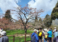 阿里山公路觸口段邊坡刷坡  3/7起交管