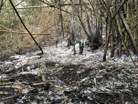 高雄六龜森林火警 0.8公頃林班地遭焚毀