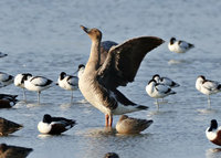 茄萣濕地獨眼寒林豆雁「小麥」 引鳥友疼惜讚嘆