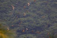 灰面鵟鷹北返過境彰化  「鷹揚八卦」熱鬧登場