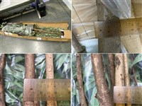 仿真樹及沉木違規輸入增  觸法最高罰15萬元