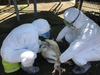 嘉縣火雞染禽流感  單一事件不影響供給