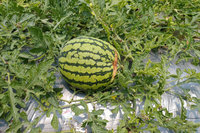 台南西瓜雨害受損 提報爭取列入救助災區