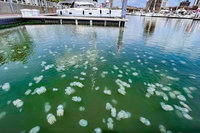 台南運河水母驚喜現蹤 學者：季節環境適合繁殖