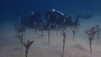 澎湖南方四島珊瑚礁失色  海管處種出新希望