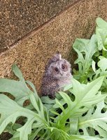 領角鴞幼雛跌落地民眾守護  竹縣府稱最佳示範