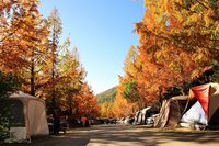 39頂空中帳篷6月拆除  武陵農場：還地於林