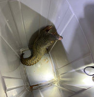 穿山甲迷途基隆街頭 警民救援助回山區