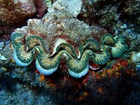 族群數量下降 7種硨磲貝將列為珍稀海洋保育類