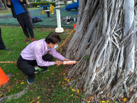 高市公園老榕染褐根病 樹木醫生投藥挽生機