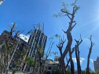 公園樹木遭斷頭  高市府：若修剪過當將開罰廠商