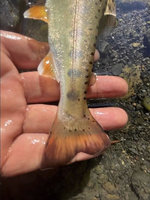 釣國寶魚櫻花鉤吻鮭po網炫耀成鐵證 男遭送辦