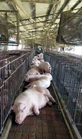 疑因太陽能電桶爆炸 嘉縣畜牧場逾600頭豬被電死
