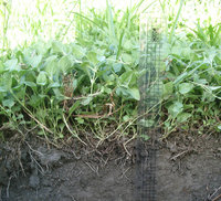 2040農業淨零碳排 果園做草生栽培增土壤碳匯量