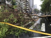 北市大雨 光復北路20公尺高路樹倒塌壓損汽車