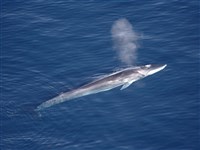 日本將長鬚鯨列入商業捕鯨 官房長官：傳承食文化