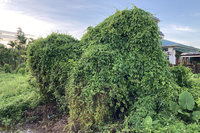 拔蔓拚現金 屏東林管處推小花蔓澤蘭快閃收購