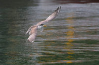 鳳頭燕鷗脖卡杯蓋 鳥友嘆漁港年年上演生態哀歌